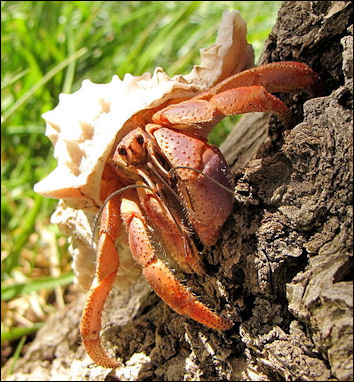 20120519-crabs Caribbean_hermit_crab.JPG